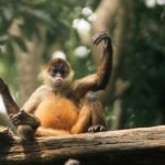 Costa rica biodiversité