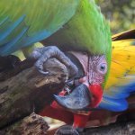 Couple de aras observé dans un centre de protection au Costa Rica