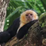 Singe capucin observé au Costa Rica