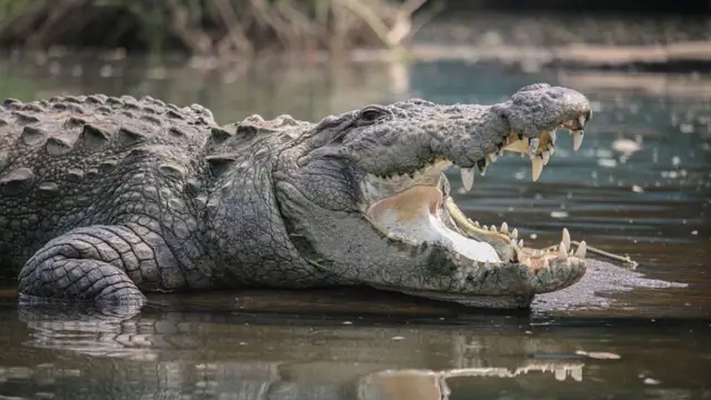 Photo d'un crocodile ouvrant la gueule