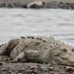 Les crocodiles du fleuve Tarcoles sur la cote Pacifique du Costa Rica