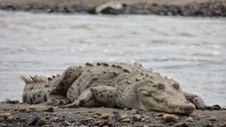 Les crocodiles du fleuve Tarcoles sur la cote Pacifique du Costa Rica