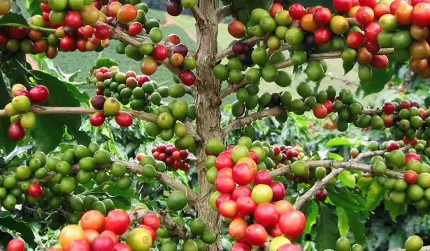 Culture du café dans la région de Boquete au Panama