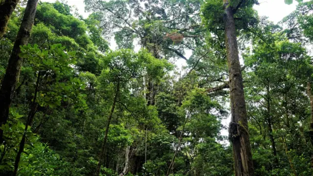 Parc de Curi Cancha à Monteverde au Costa Rica