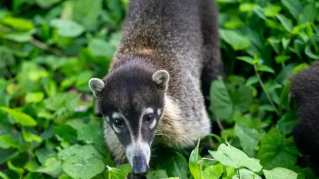 Coatis