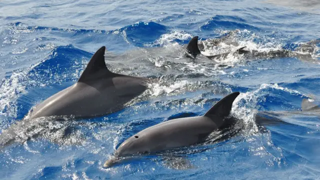 Dauphins observés sur la côte Pacifique du Costa RIca