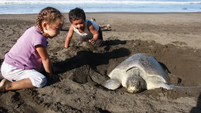 Les tortues Luth : une espèce exceptionnelle du Costa Rica à préserver !