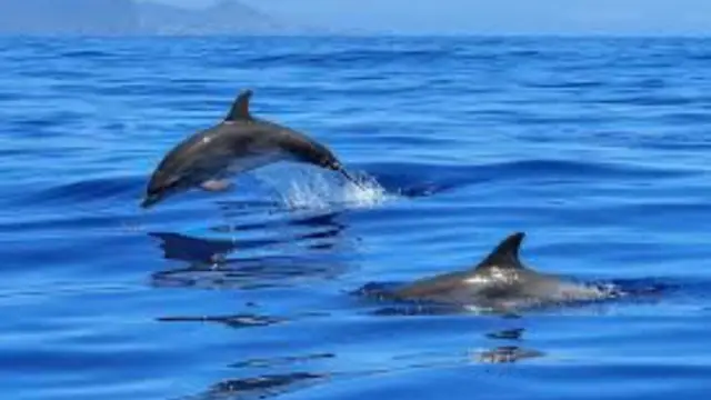 Dolphins peuplant le Golfo Dulce au Costa Rica