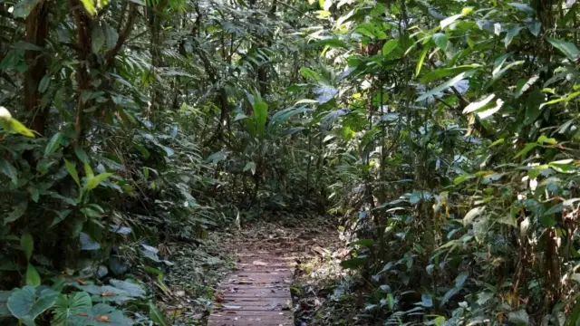 foret sarapiqui