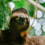 saison verte costa rica