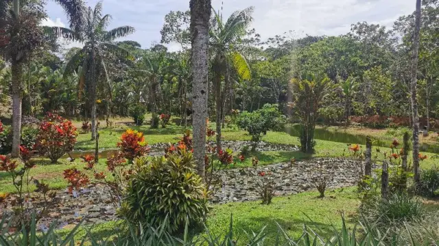Reserve-Sarapiqui-Typique-Finca-Ananas-Organique