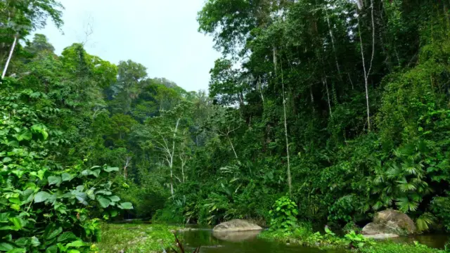 photo d'une rivière et d'une foret tropicale