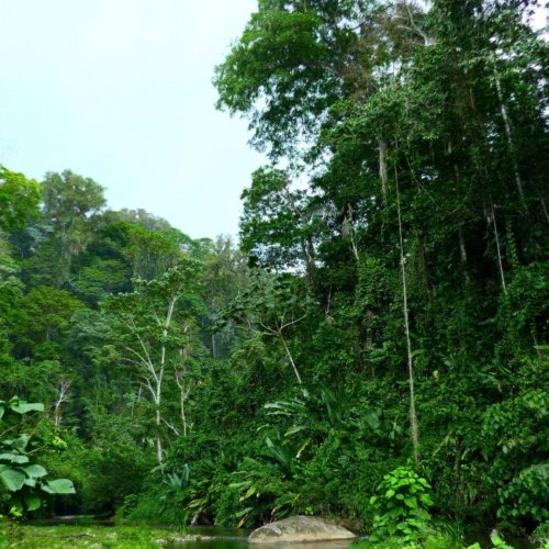 J&rsquo;ai tenté un stage de survie dans la jungle du Costa Rica