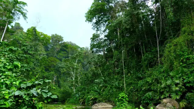 J&rsquo;ai tenté un stage de survie dans la jungle du Costa Rica