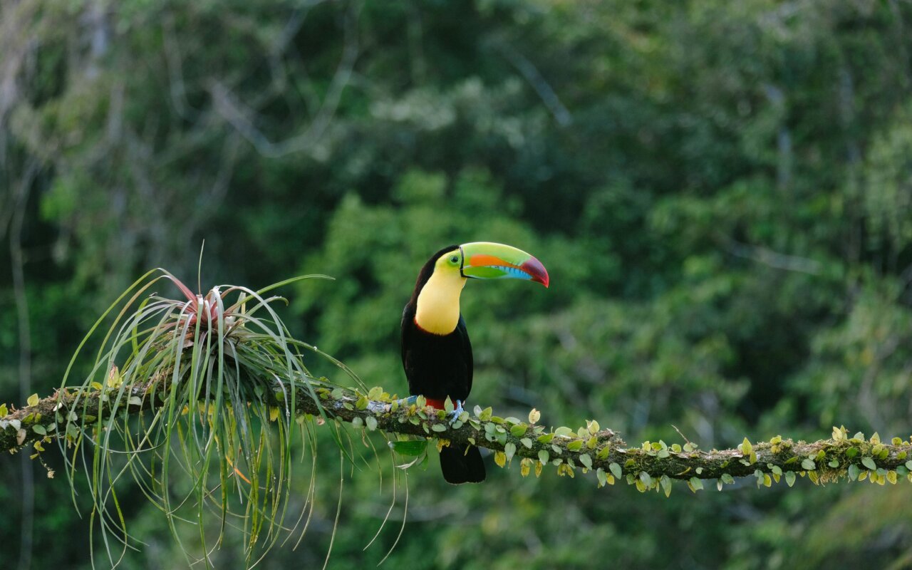toucan costa rica