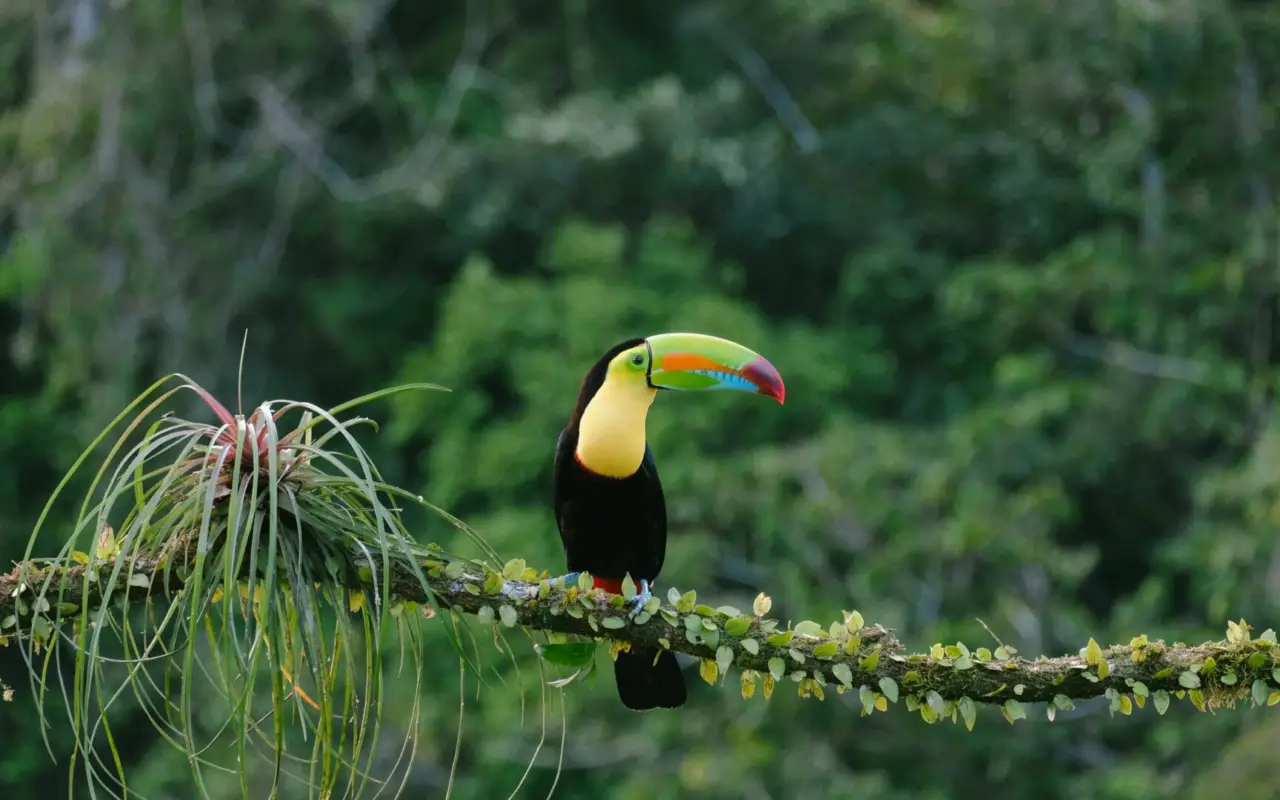 toucan costa rica