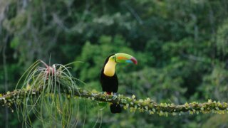 toucan costa rica