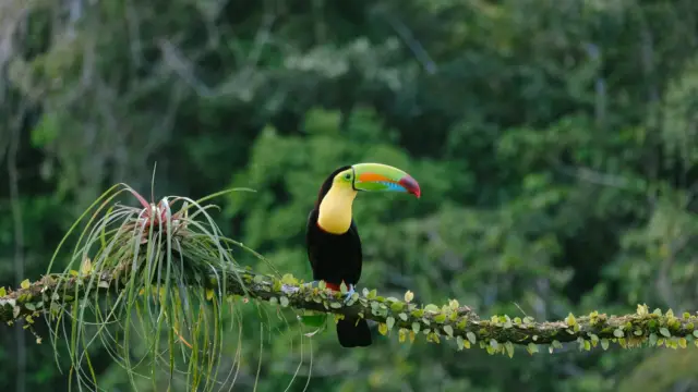 toucan costa rica