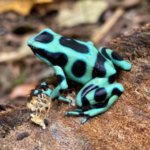 Grenouille typique du Costa Rica observée à Caño Negro