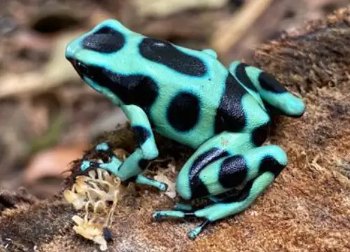 Grenouille typique du Costa Rica observée à Caño Negro