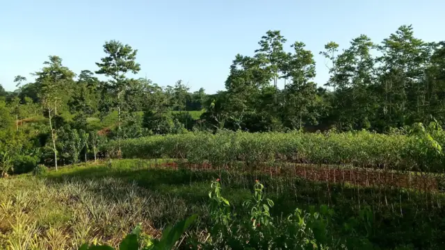 reserve naturelle sarapiqui