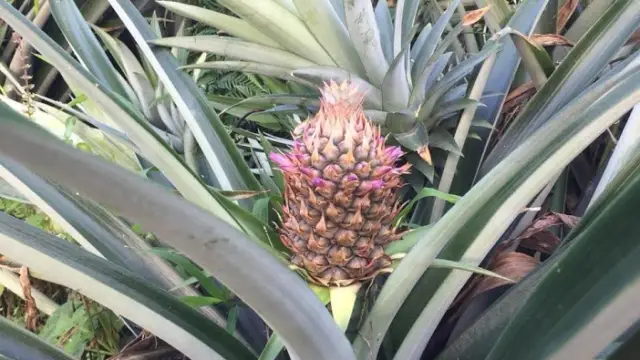 ananas sarapiqui
