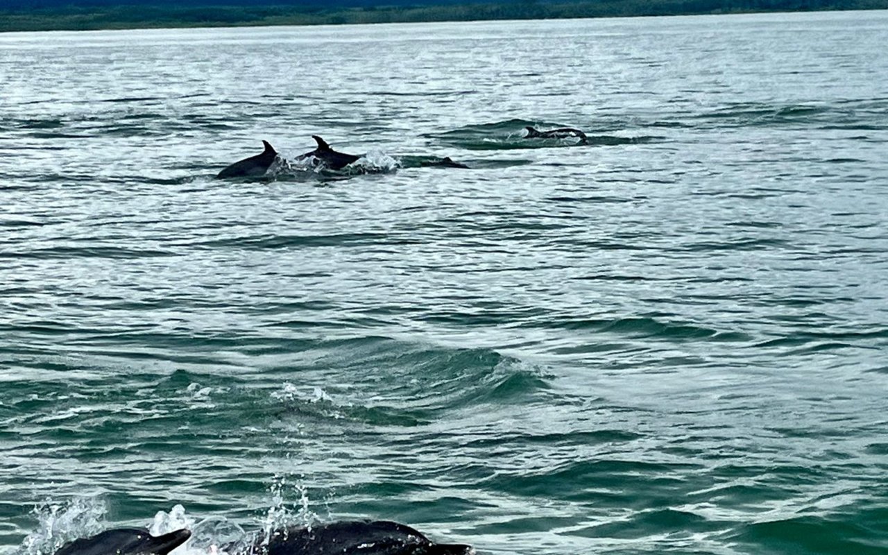 dauphins dans le golf dulce