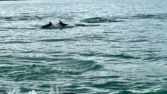 dauphins dans le golf dulce