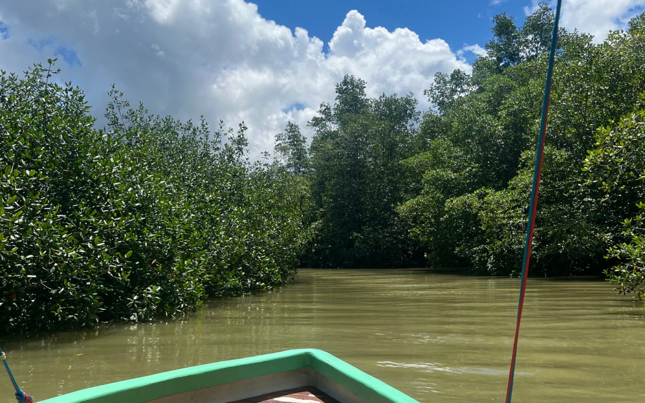 golfo dulce mangroves