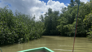 golfo dulce mangroves