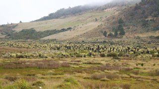 Paysage de Paramos, Colombie, Cordillères des Andes