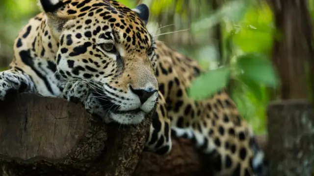 Jaguar rescue