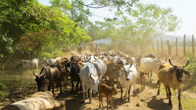 Guanacaste, terra des cowboys