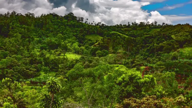 Jungle du Costa Rica