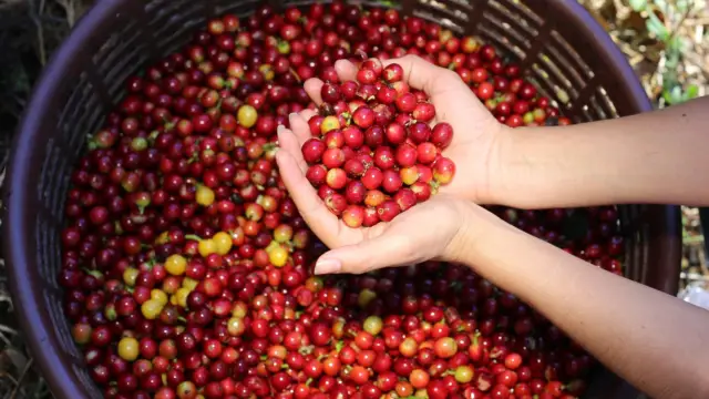 Café costaricien