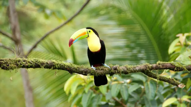 faune costa rica : oiseau toucan