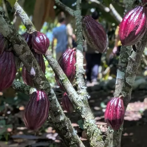 À la découverte du cacao du Costa Rica