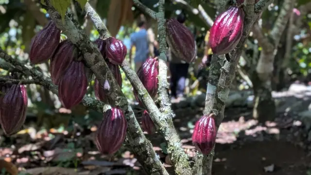 À la découverte du cacao du Costa Rica