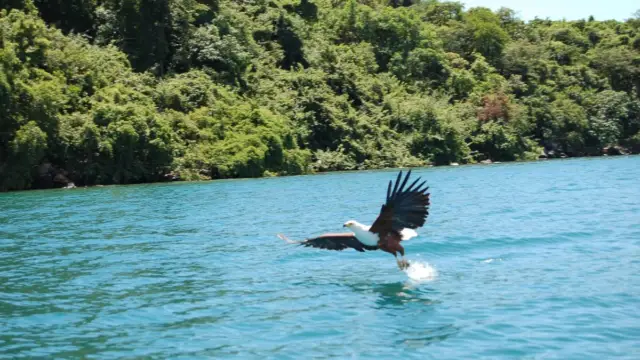 Aigle pêcheur rencontré dans la réserve naturelle de Manzanillo au Costa Rica