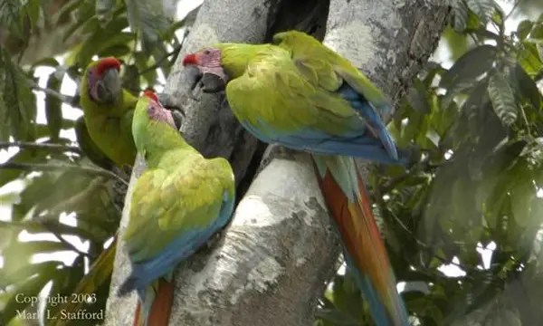 Couple de Ara Ambigua (verde), oiseaux typiques du Costa Rica
