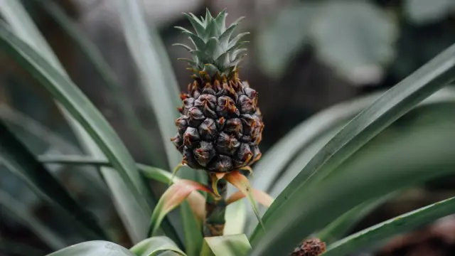 bébé ananas de la Finca Sura