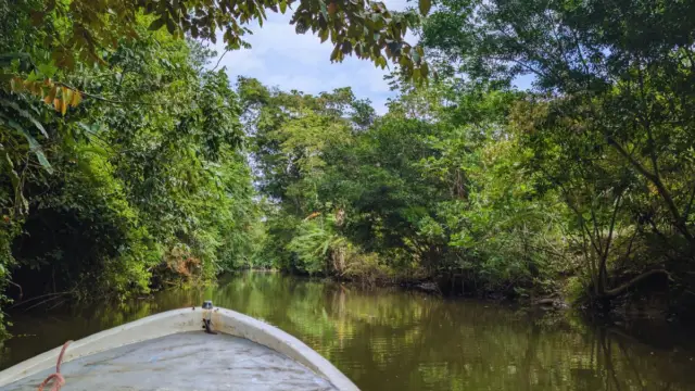 Mangroves costa rica