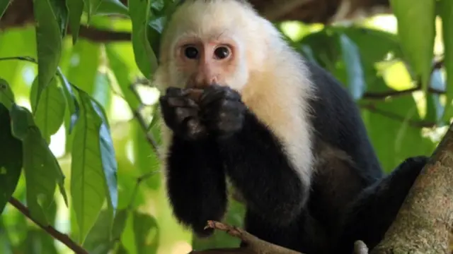 Singe Cara Blanca au sein du parc national de Manuel Antonio