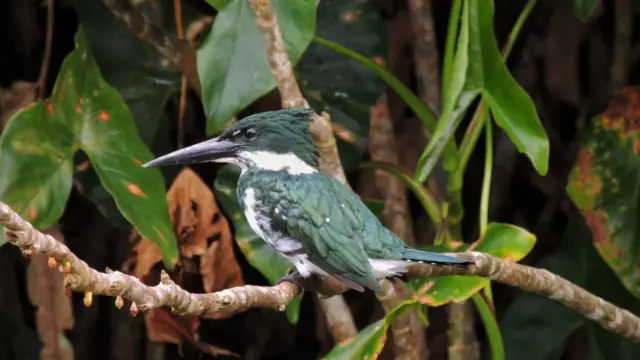 voyage ornithologique costa rica Martin pêcheur