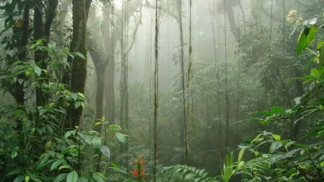Foret de nuage à Monteverde au Costa Rica
