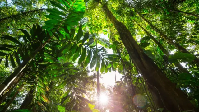 Vue de la canopée au Costa Rica