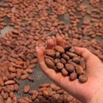 tour de cacao costa rica