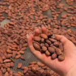 tour de cacao costa rica