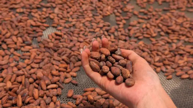tour de cacao costa rica
