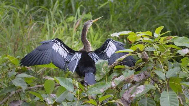 voyage ornithologique costa rica Oiseaux de Palo verde